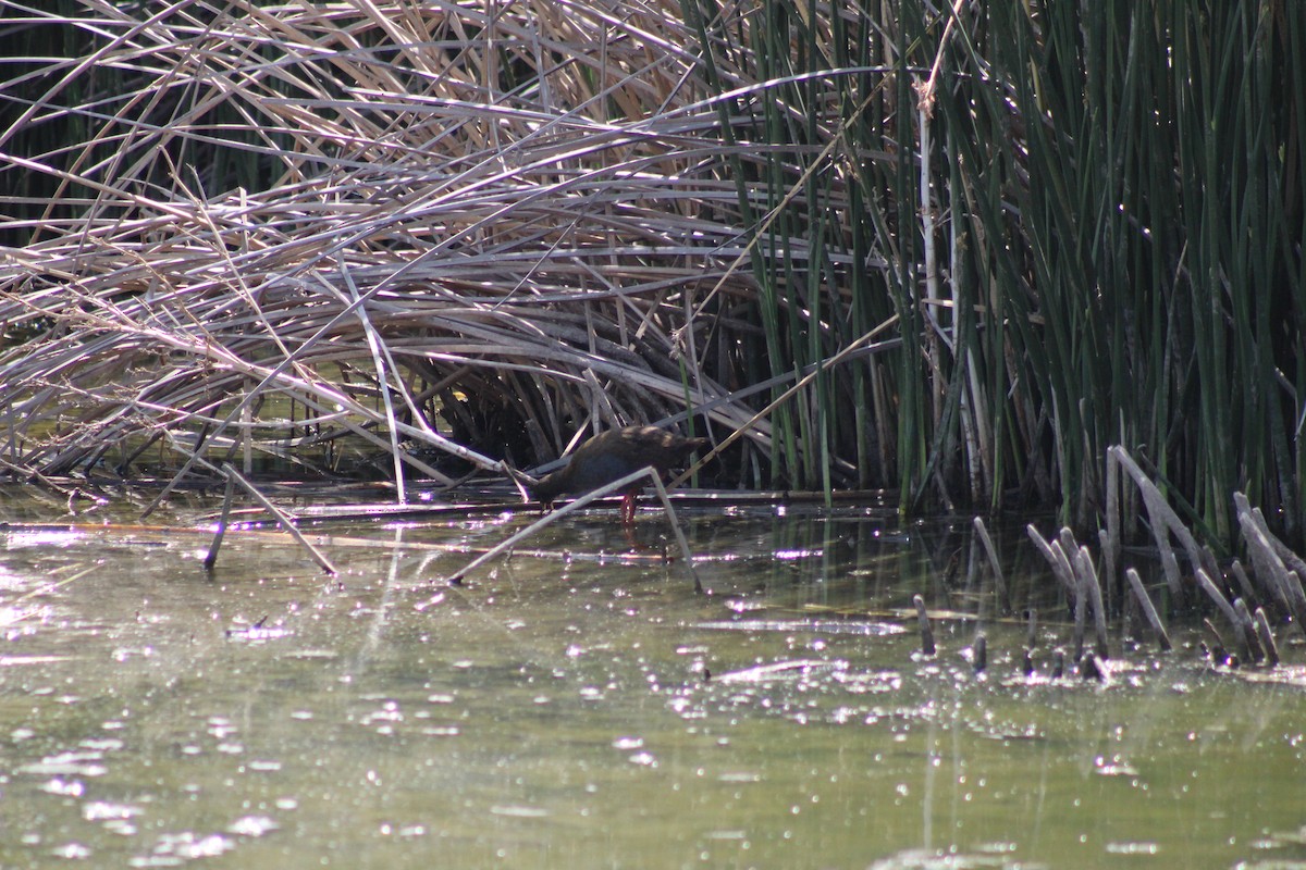 Plumbeous Rail - ML416270221