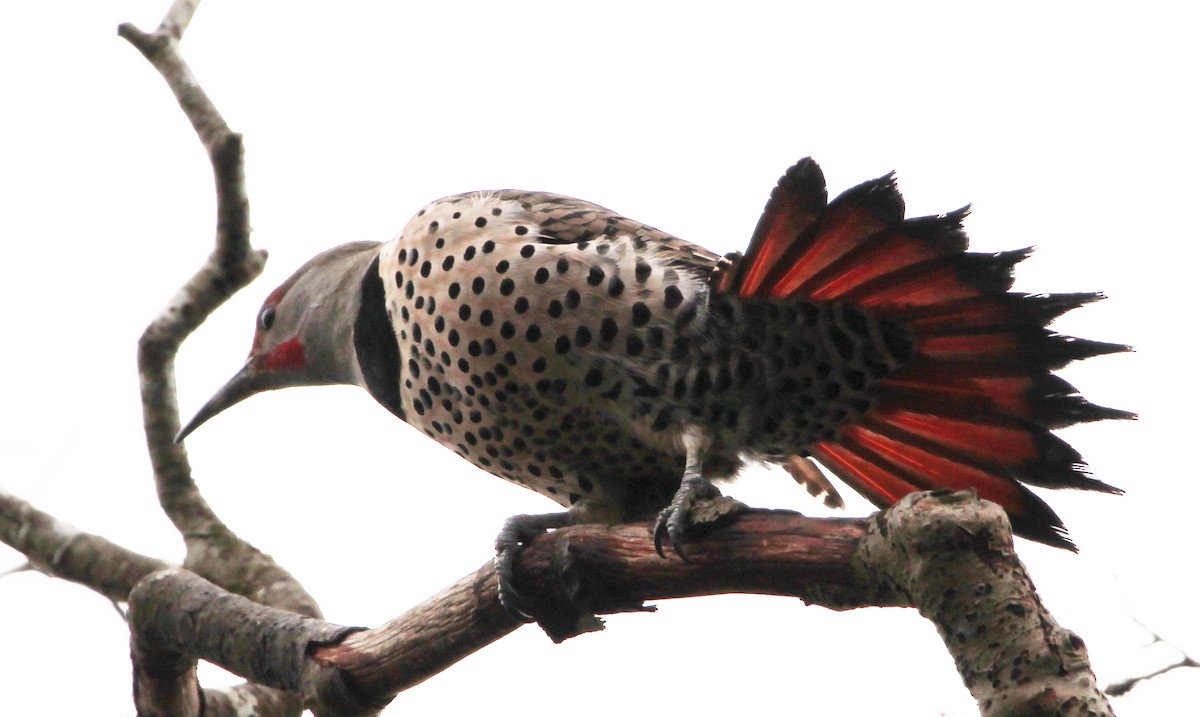 Northern Flicker - ML416270751