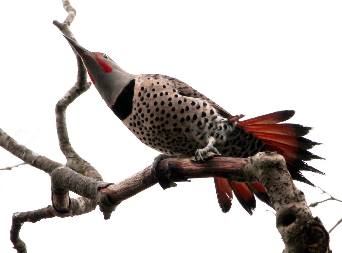 Northern Flicker - ML416270771