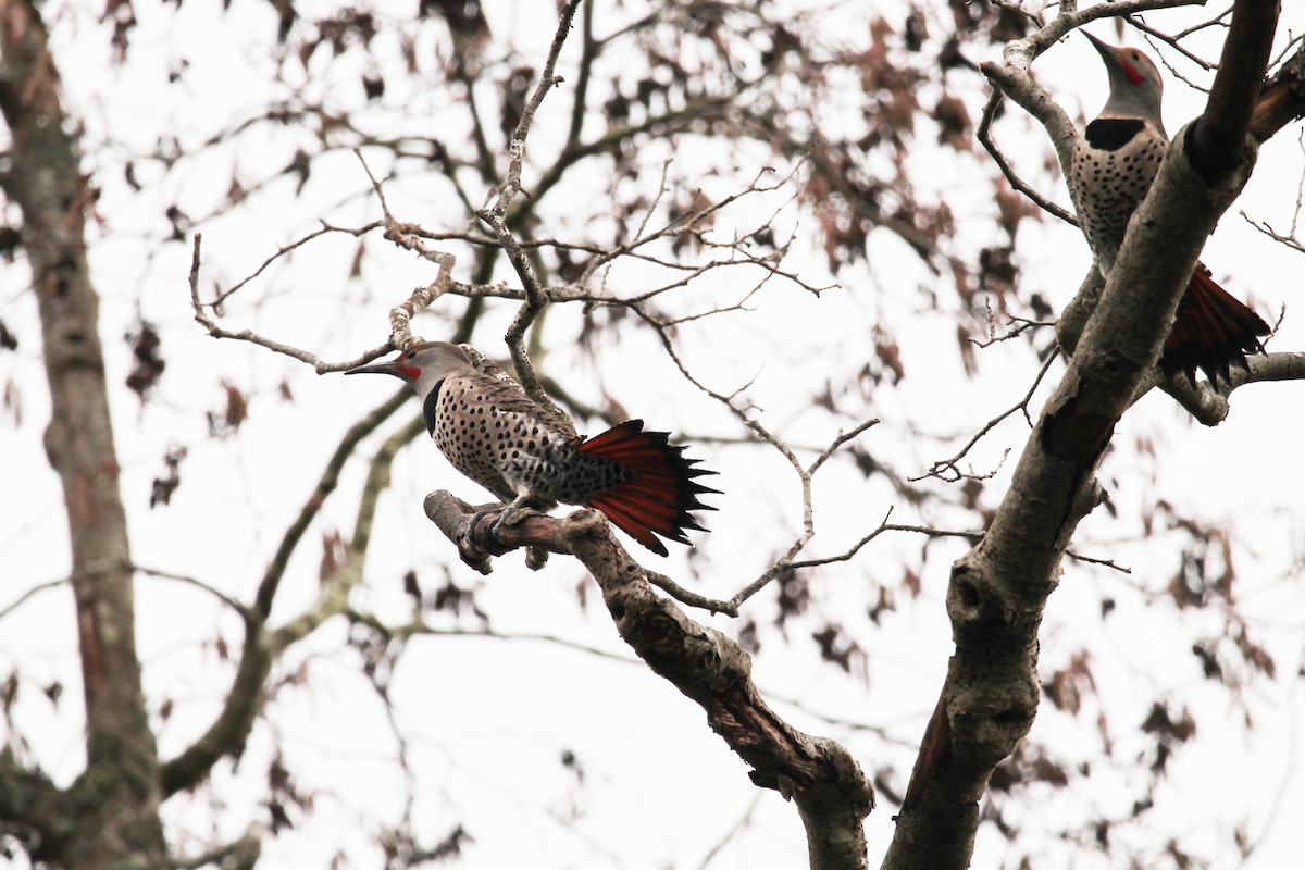 Northern Flicker - ML416270781