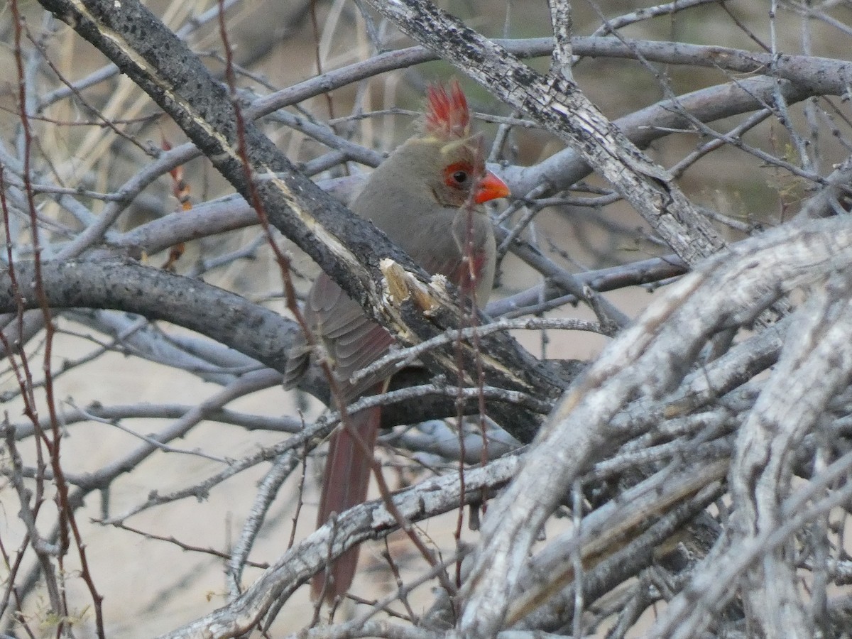 Cardinal rouge - ML416270941