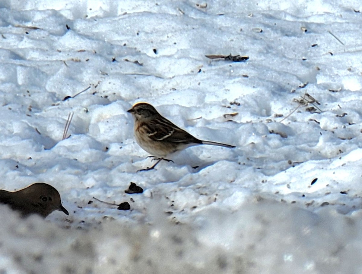 American Tree Sparrow - ML416271641