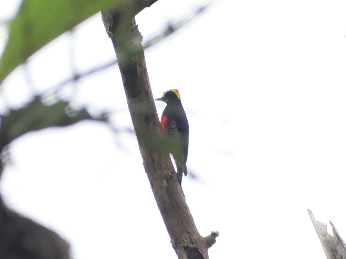 Yellow-tufted Woodpecker - ML416272641