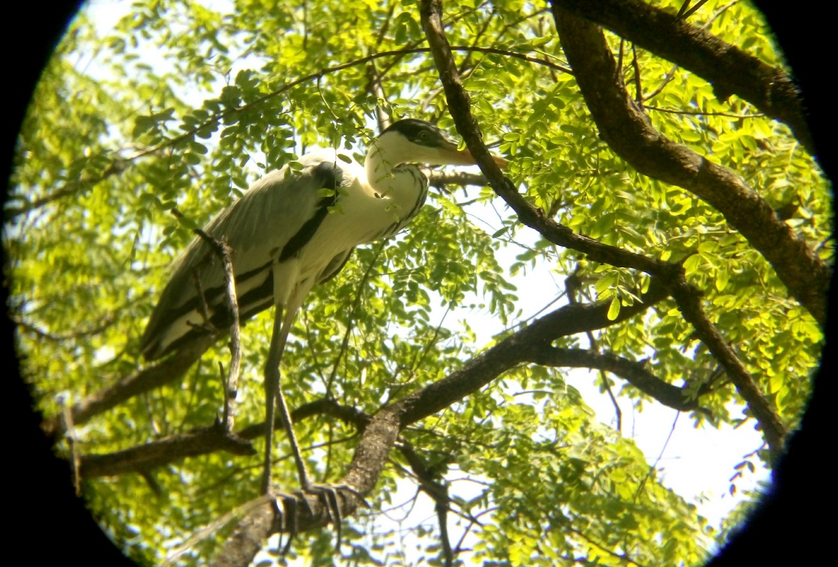 Cocoi Heron - ML416273921