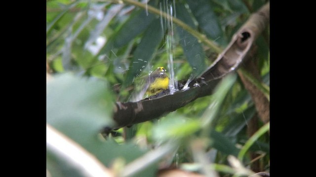 Yellow-bellied Fairy-Fantail - ML416274121