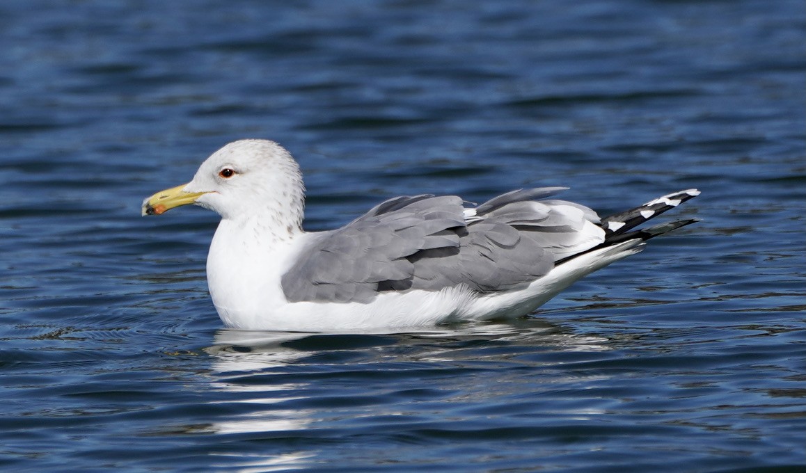 California Gull - ML416274751