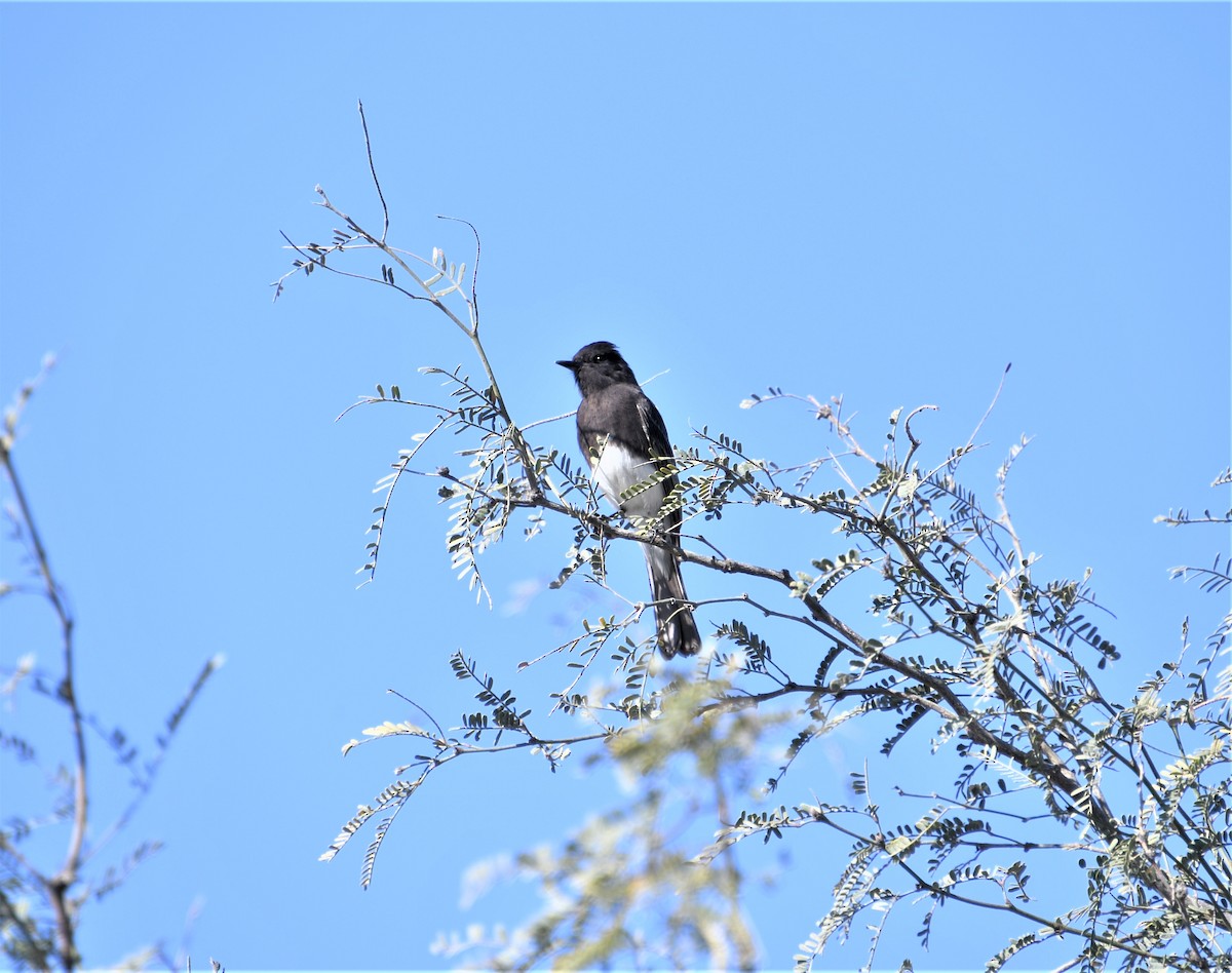 Black Phoebe - Matthew Curtis