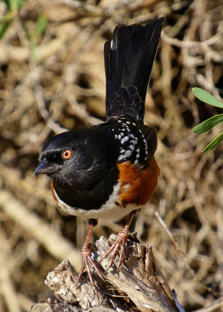 Spotted Towhee - ML416278211