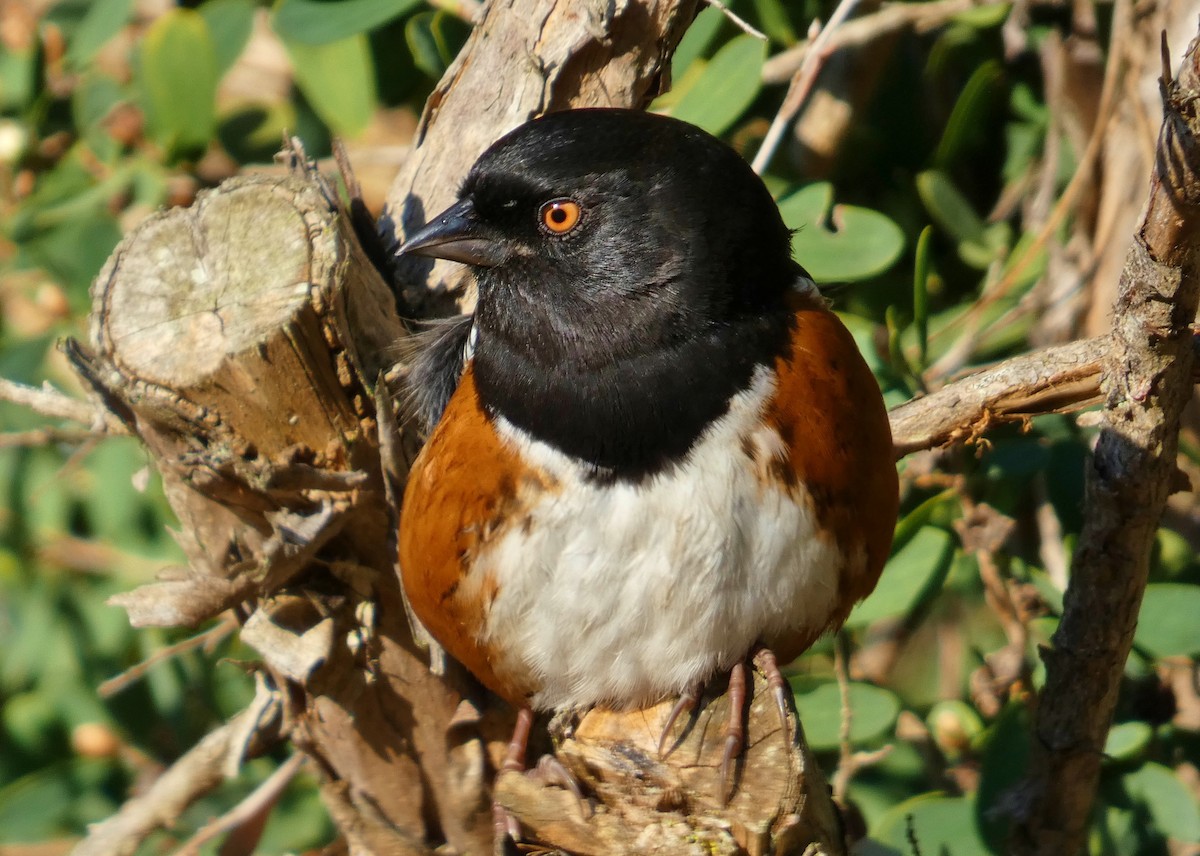 Spotted Towhee - ML416278221