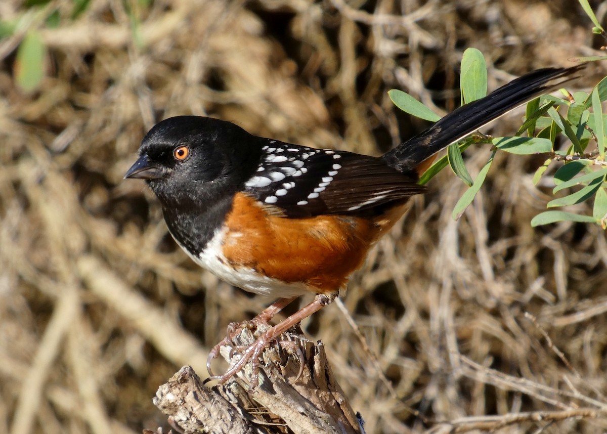 Spotted Towhee - ML416278231