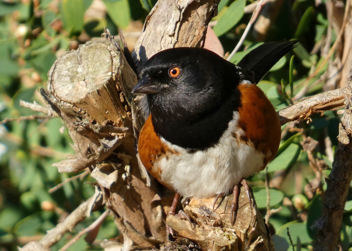 Spotted Towhee - ML416278241