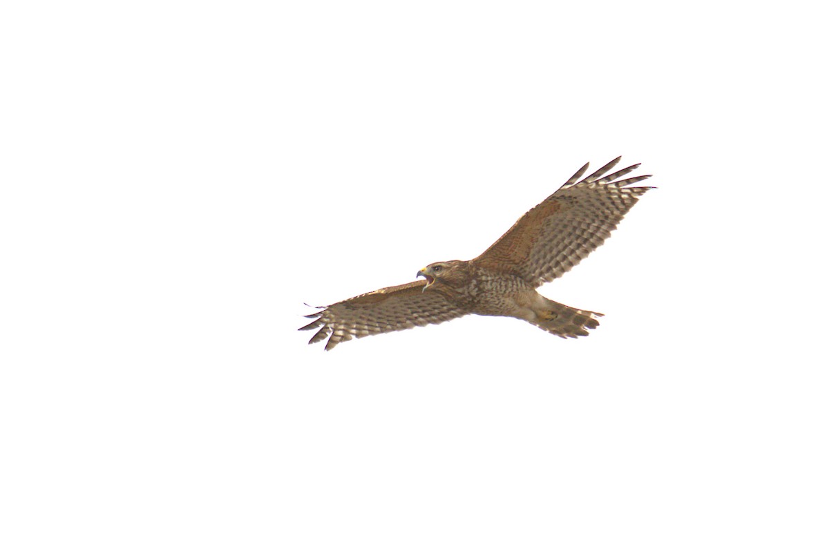 Red-shouldered Hawk - Curtis Marantz