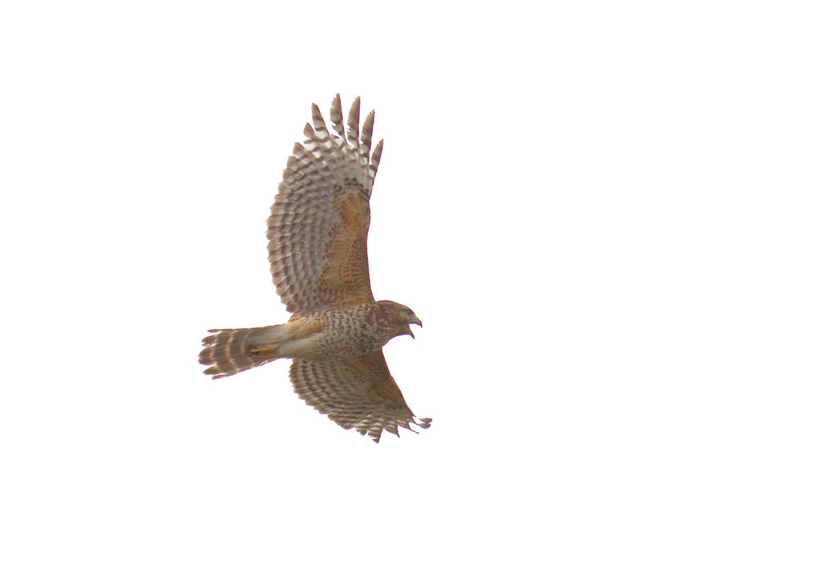 Red-shouldered Hawk - Curtis Marantz