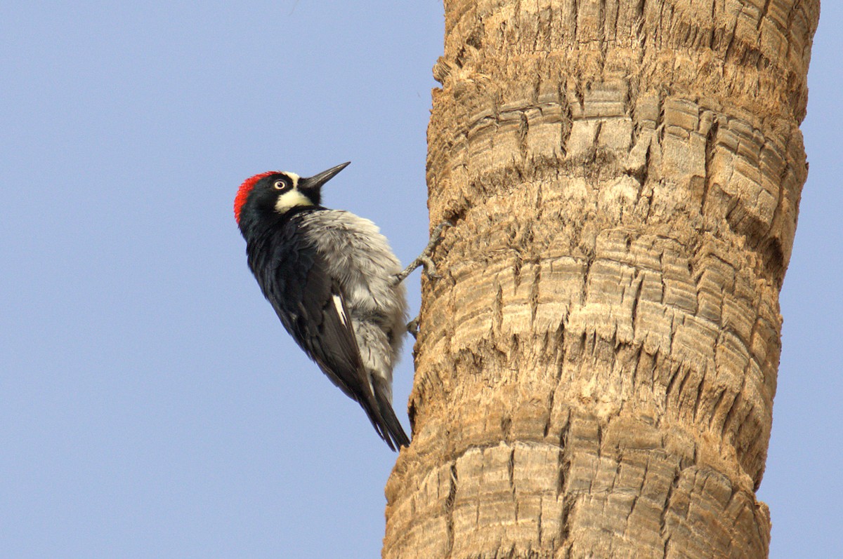 Acorn Woodpecker - ML416279831