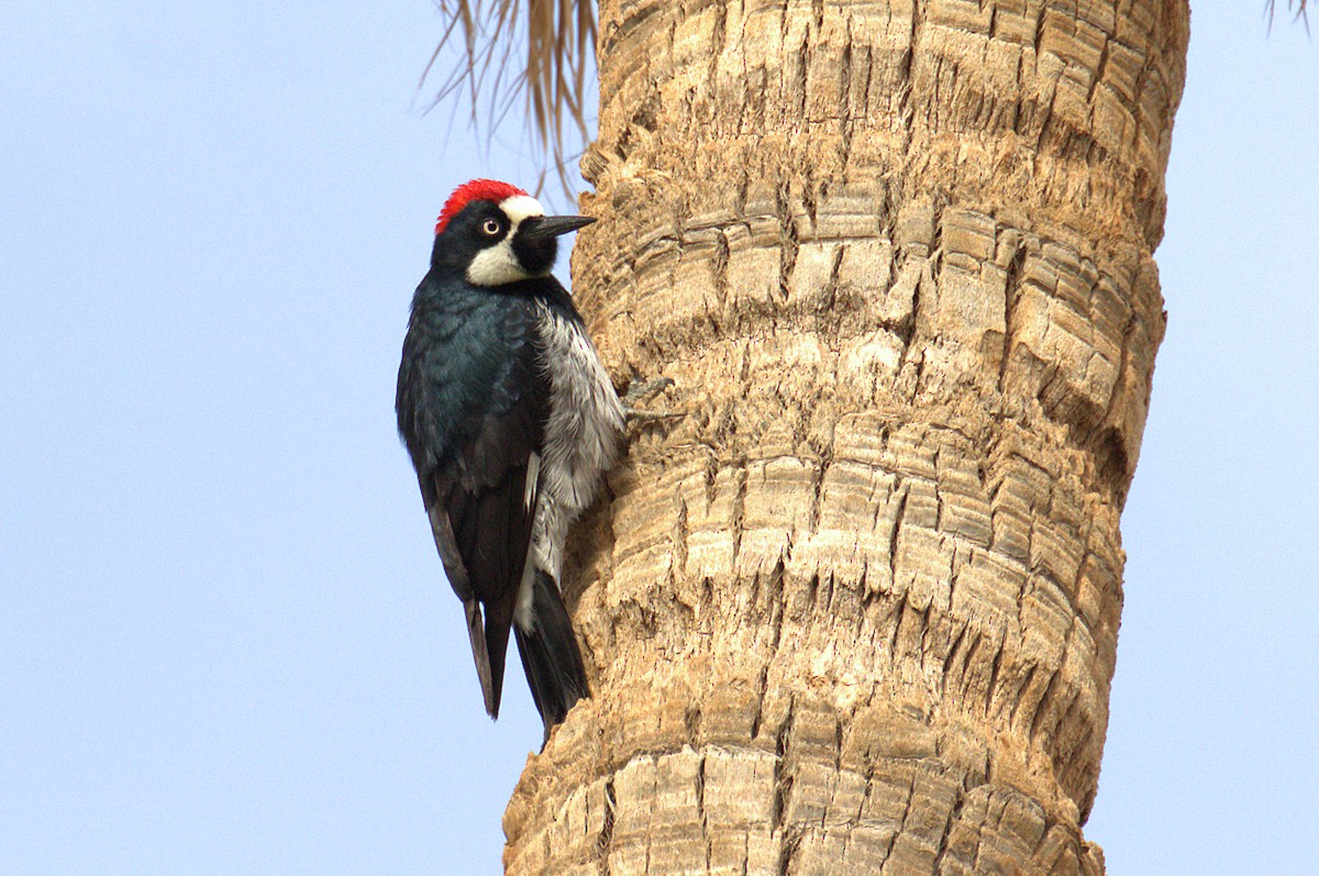 Acorn Woodpecker - ML416279851