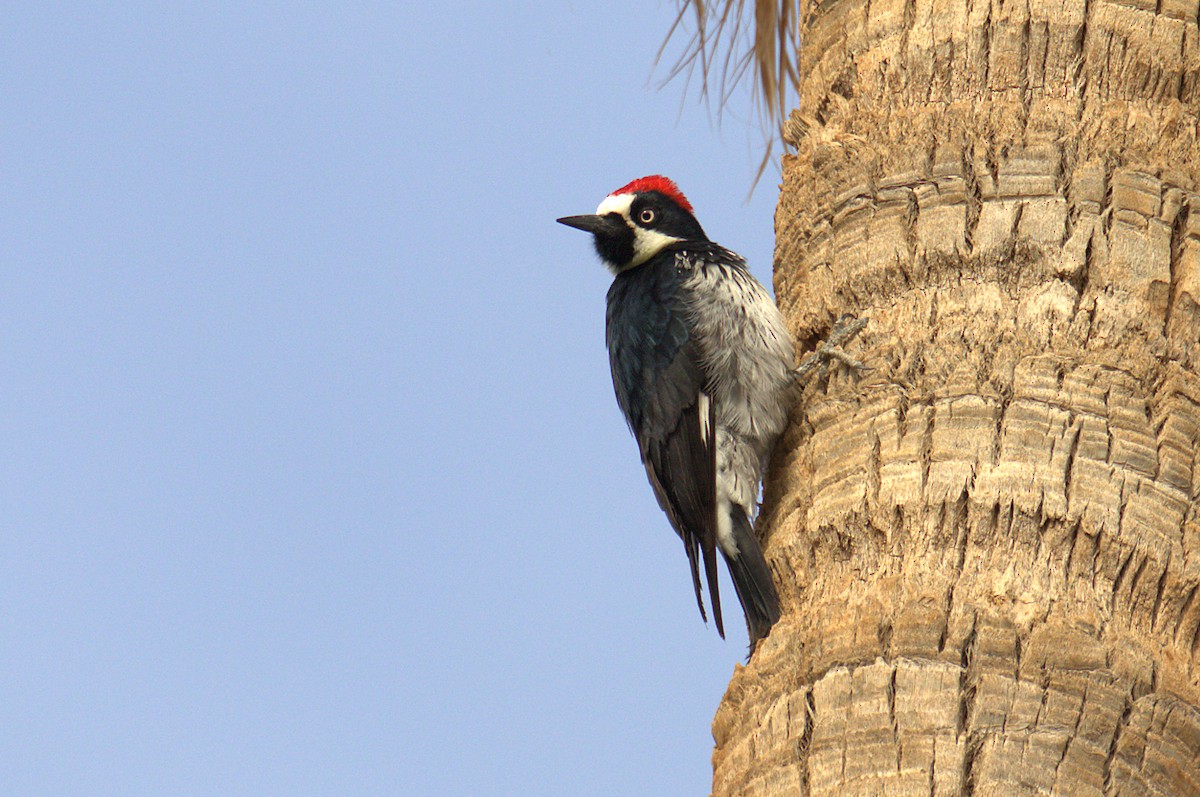 Acorn Woodpecker - ML416279911