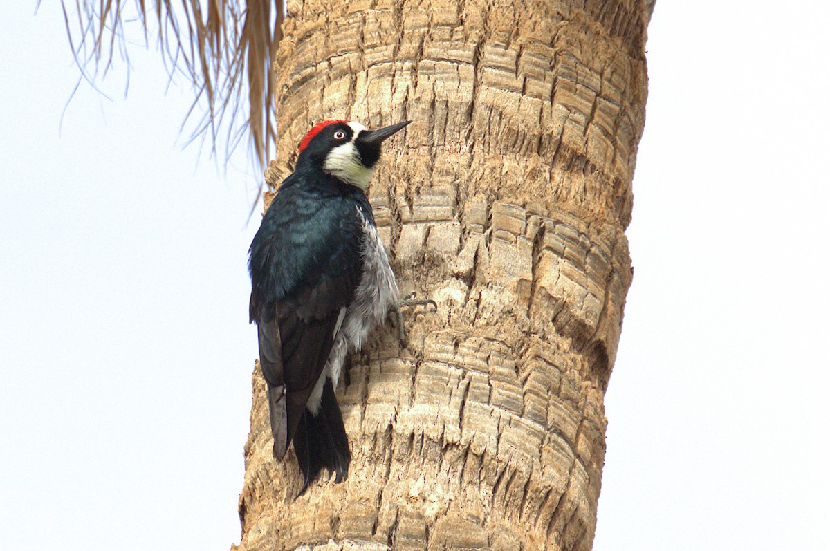 Acorn Woodpecker - ML416279941