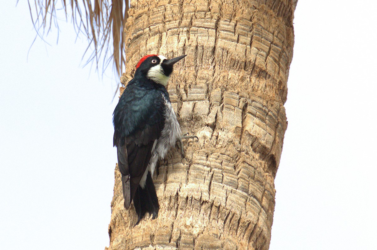 Acorn Woodpecker - Curtis Marantz