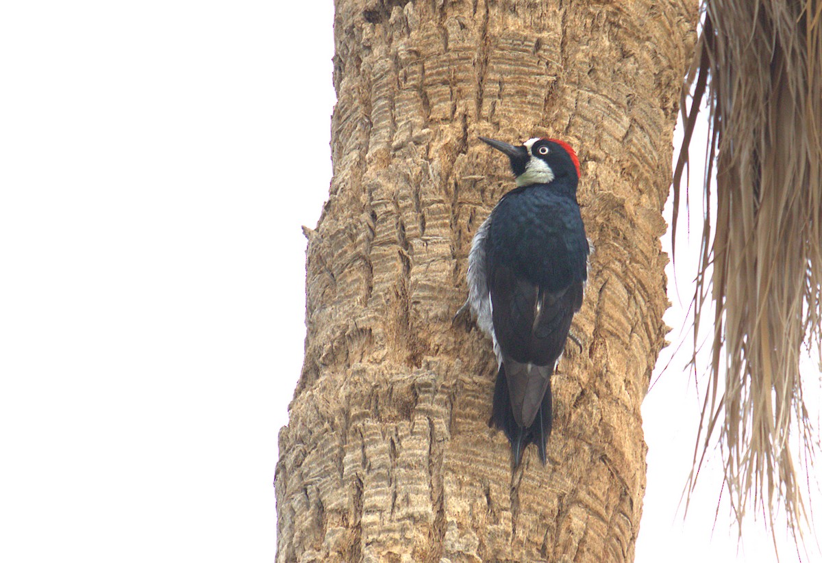 Acorn Woodpecker - ML416280001