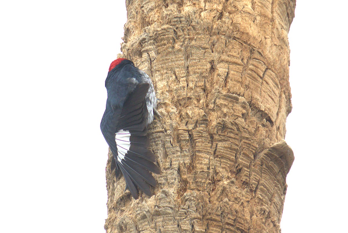 Acorn Woodpecker - ML416280011