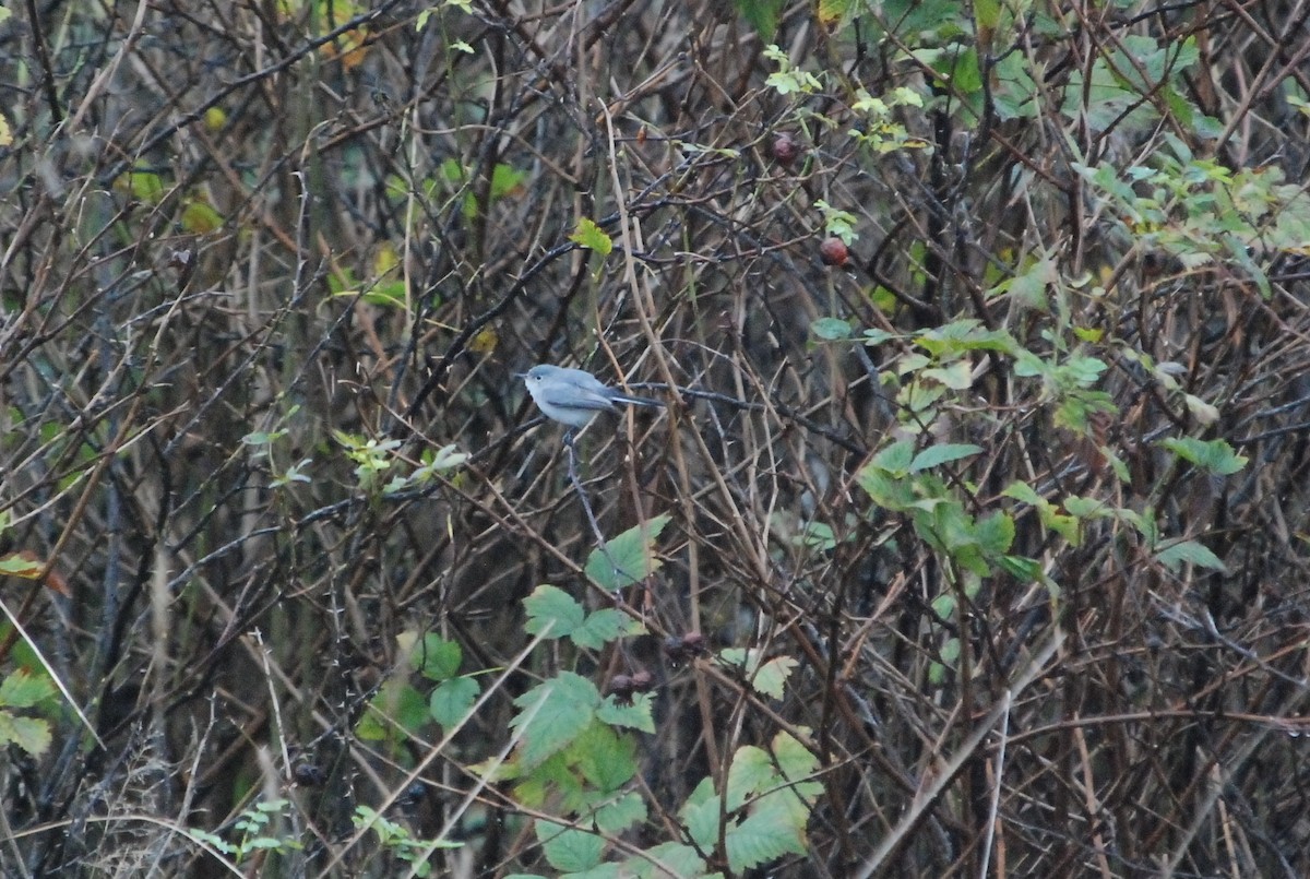 Gobemoucheron gris-bleu - ML41628051