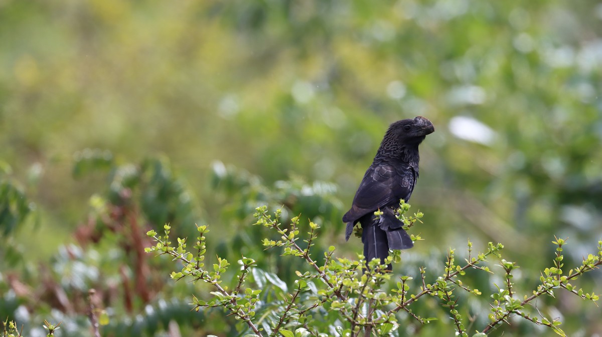 Smooth-billed Ani - ML416281111