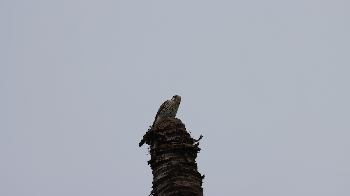 American Kestrel - ML416281301