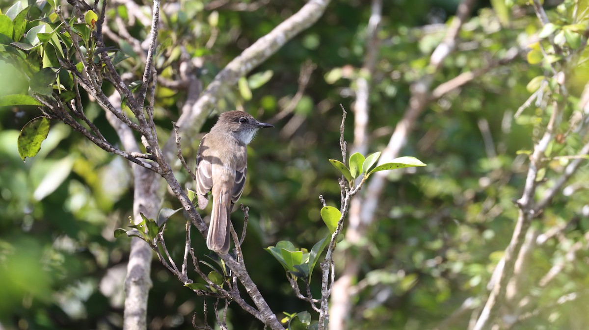 Puerto Rican Flycatcher - ML416281371