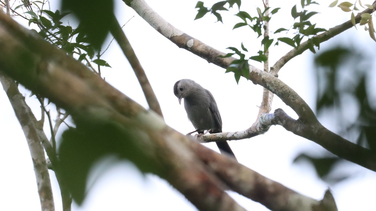 Gray Catbird - ML416281771