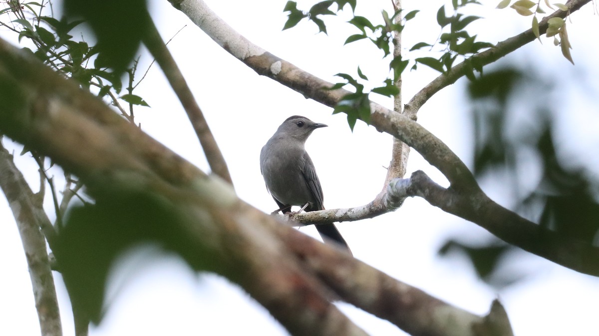 Gray Catbird - ML416281781