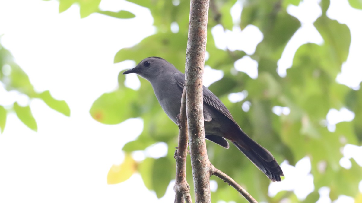 Gray Catbird - Anel Sandoval