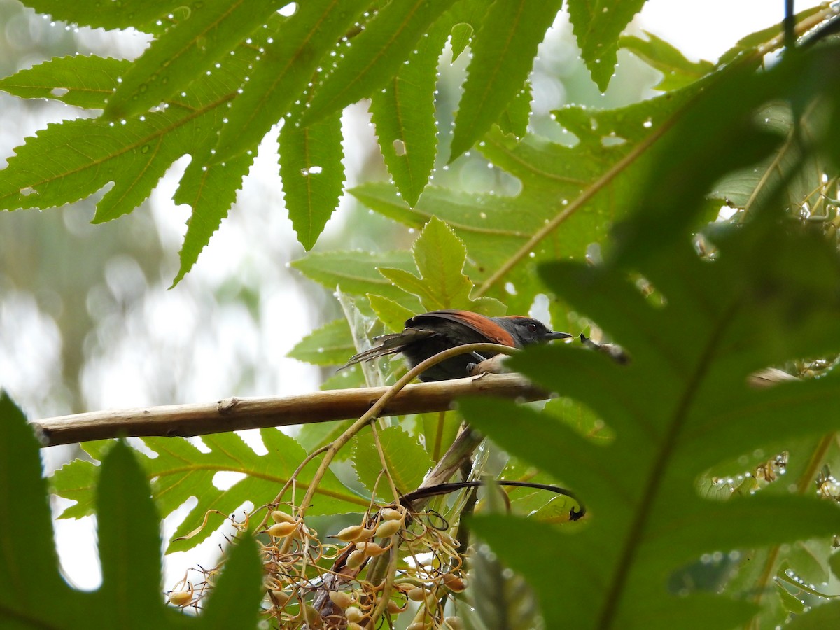 Slaty Spinetail - ML416282121