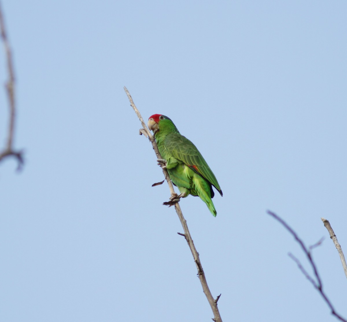 Red-crowned Parrot - ML416282471