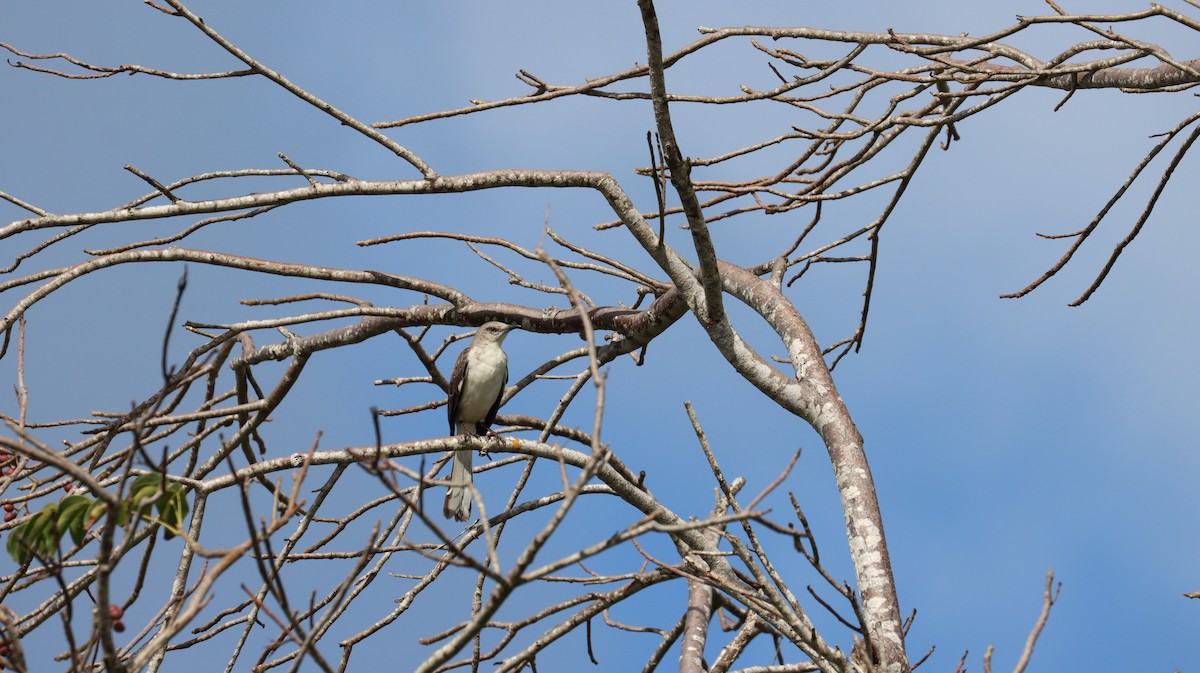 Northern Mockingbird - ML416282731