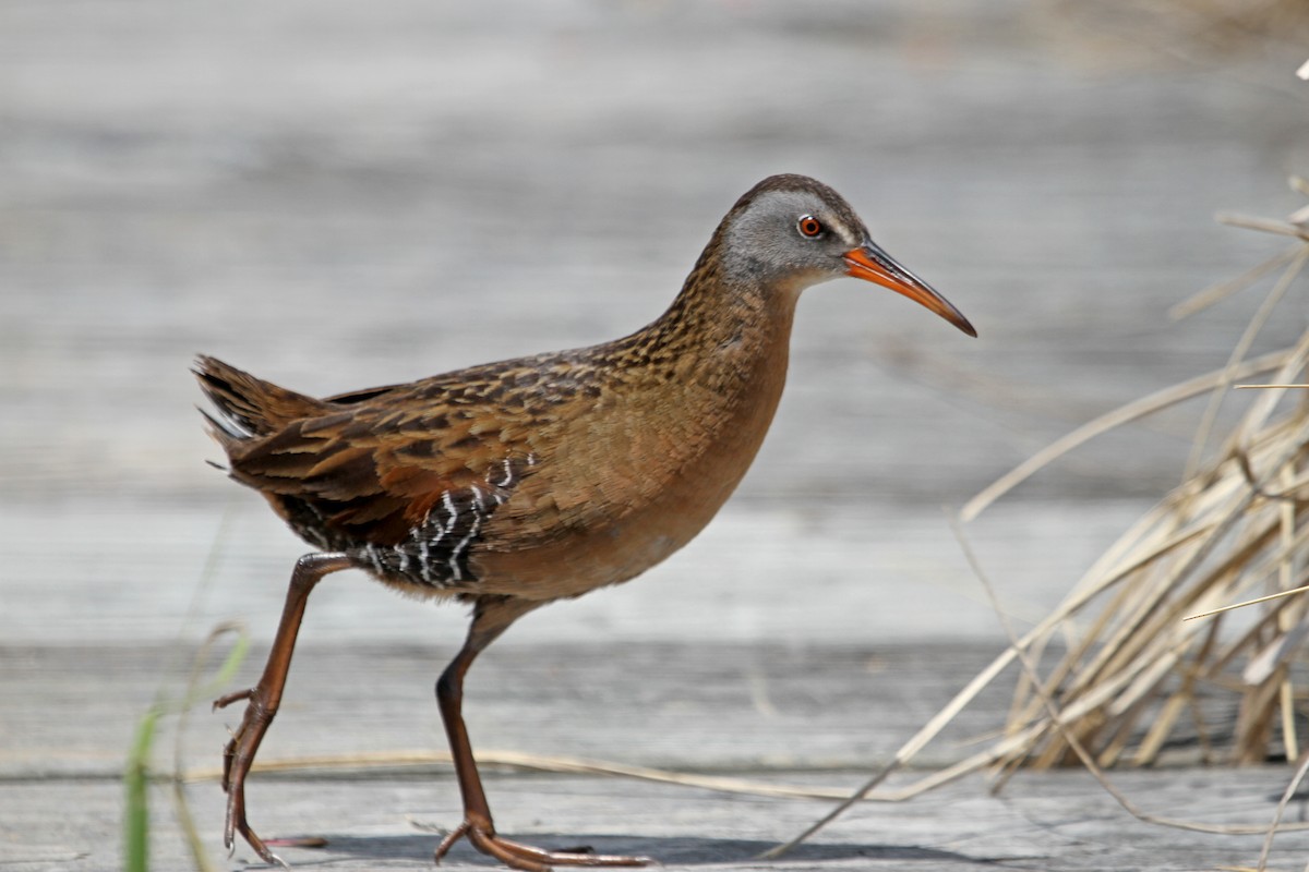 Virginia Rail - ML41628431