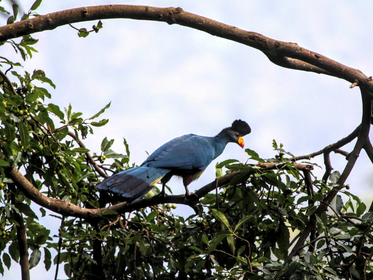 Great Blue Turaco - ML416284601