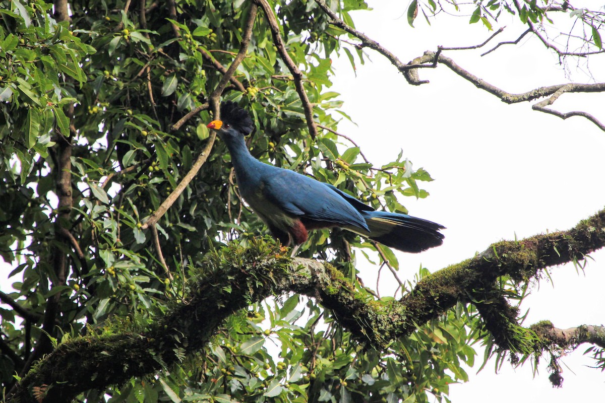 Great Blue Turaco - ML416284621