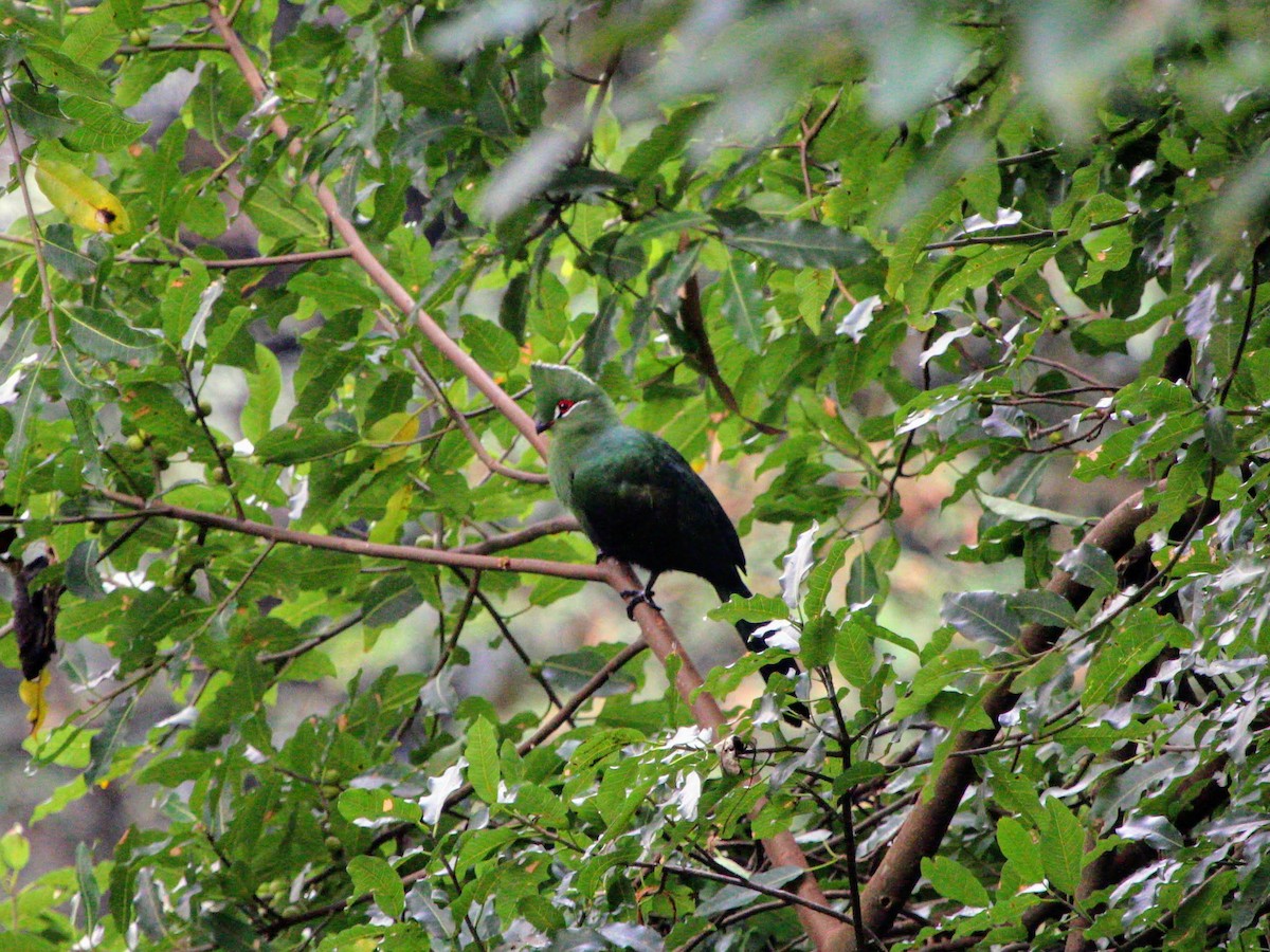 Black-billed Turaco - ML416284661