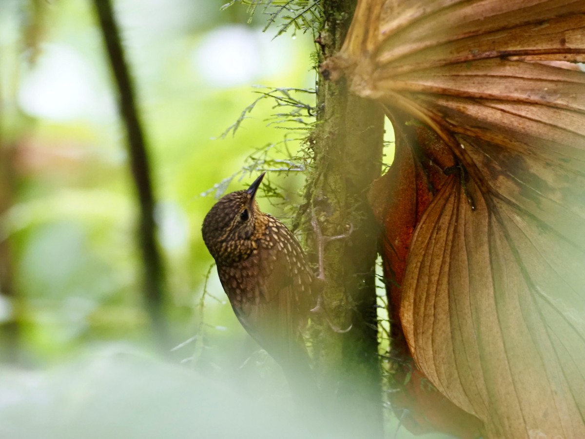 Spotted Barbtail - Gabriel Willow