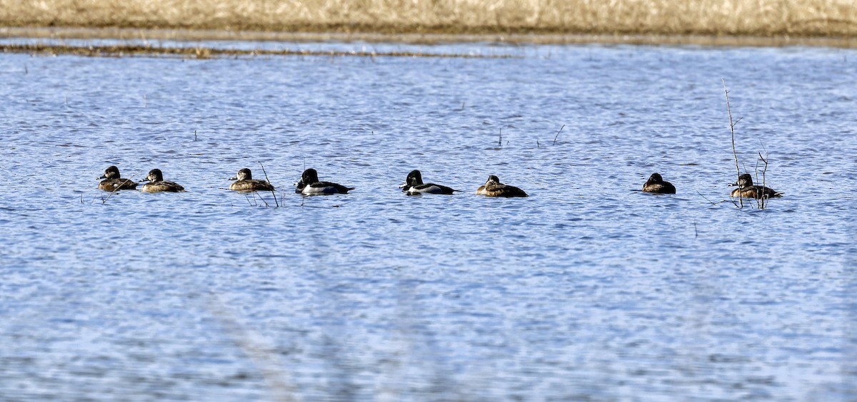 Ring-necked Duck - ML416285691