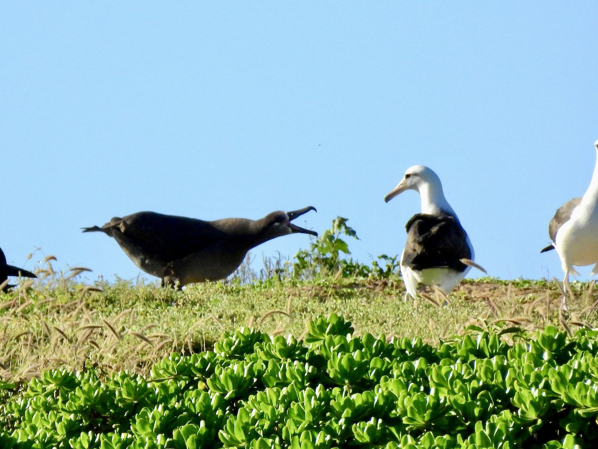 Albatros à pieds noirs - ML416286681