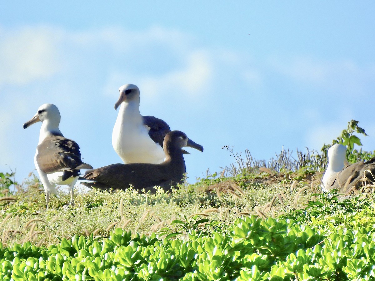 Albatros à pieds noirs - ML416286861