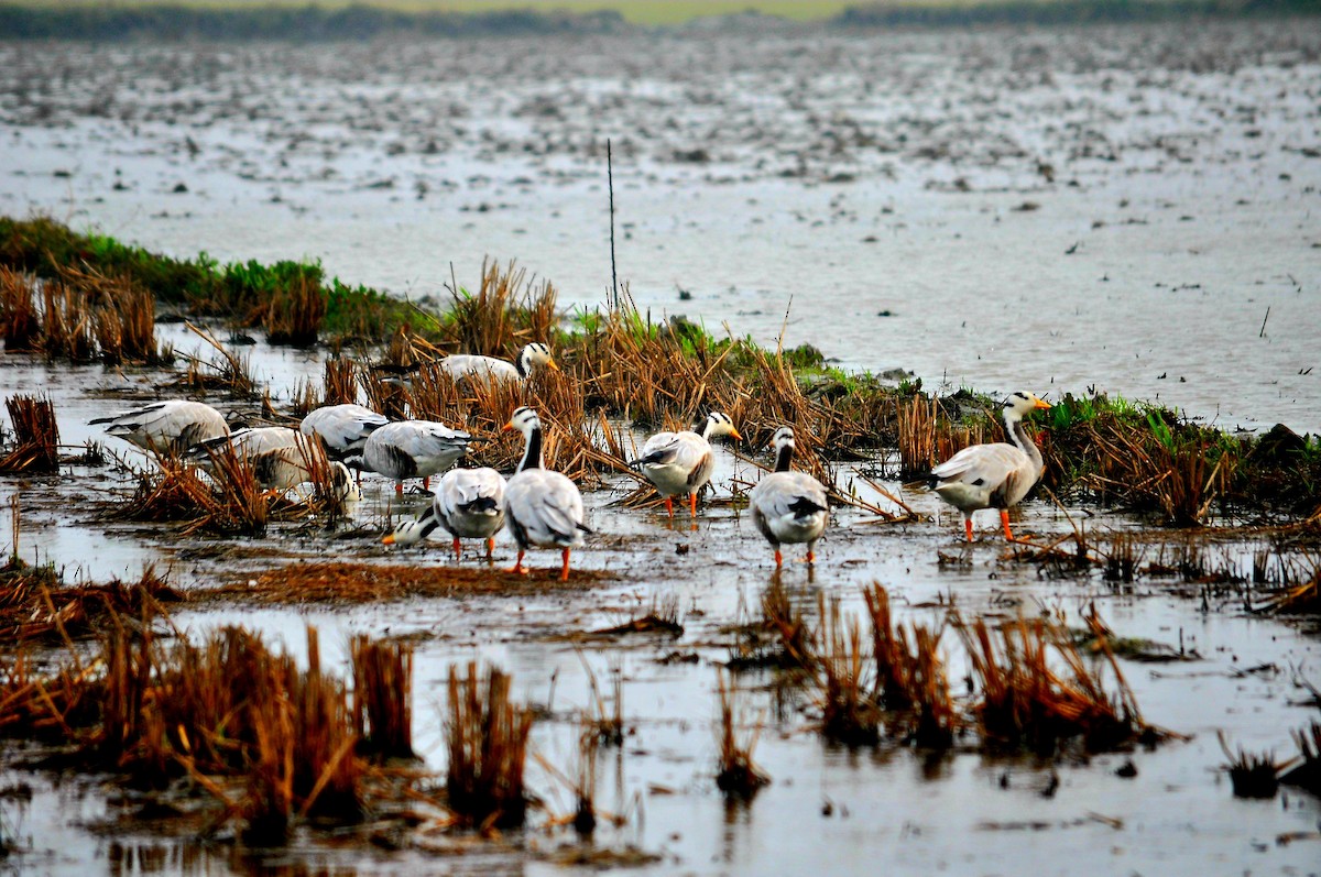 Bar-headed Goose - ML416286941