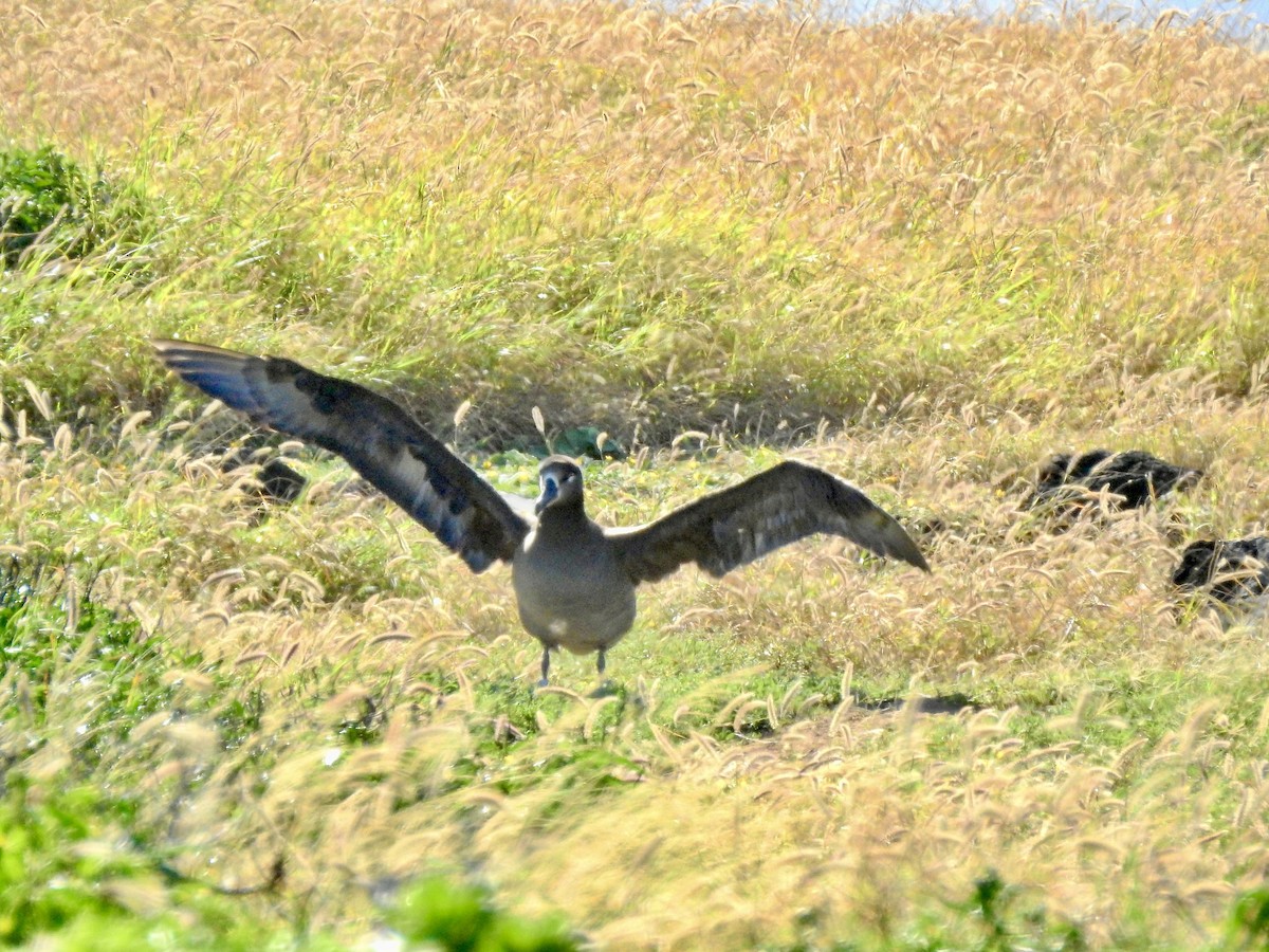 Black-footed Albatross - Michael Young