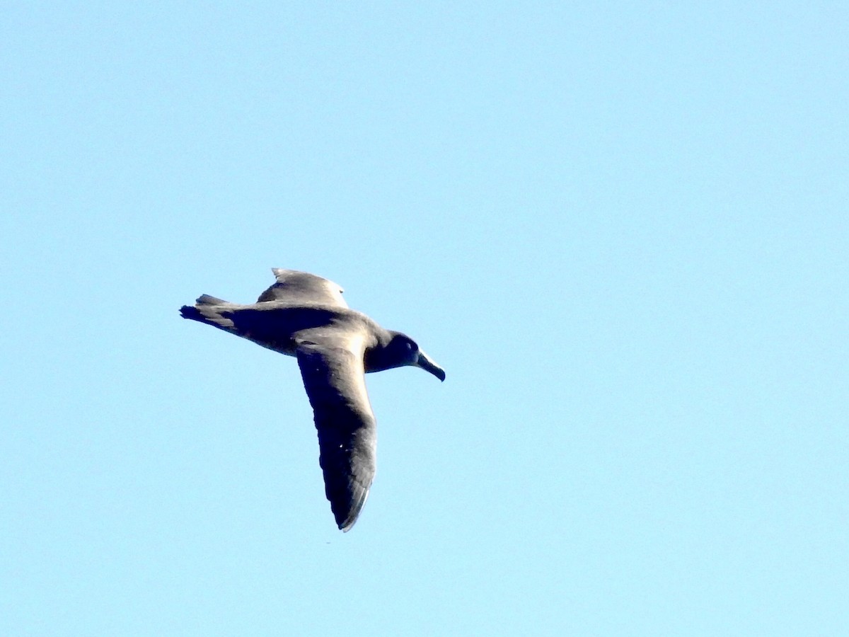 Albatros à pieds noirs - ML416287161