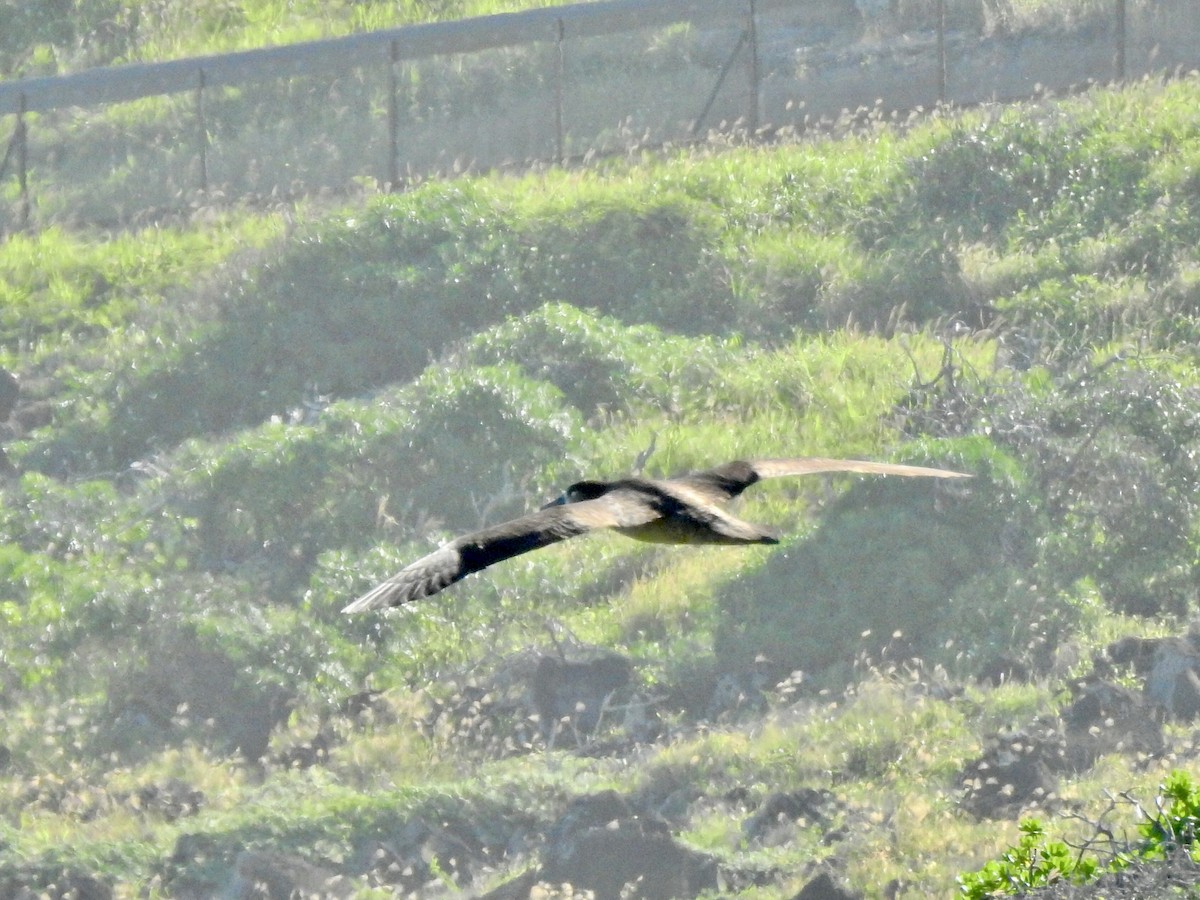 Albatros à pieds noirs - ML416287171