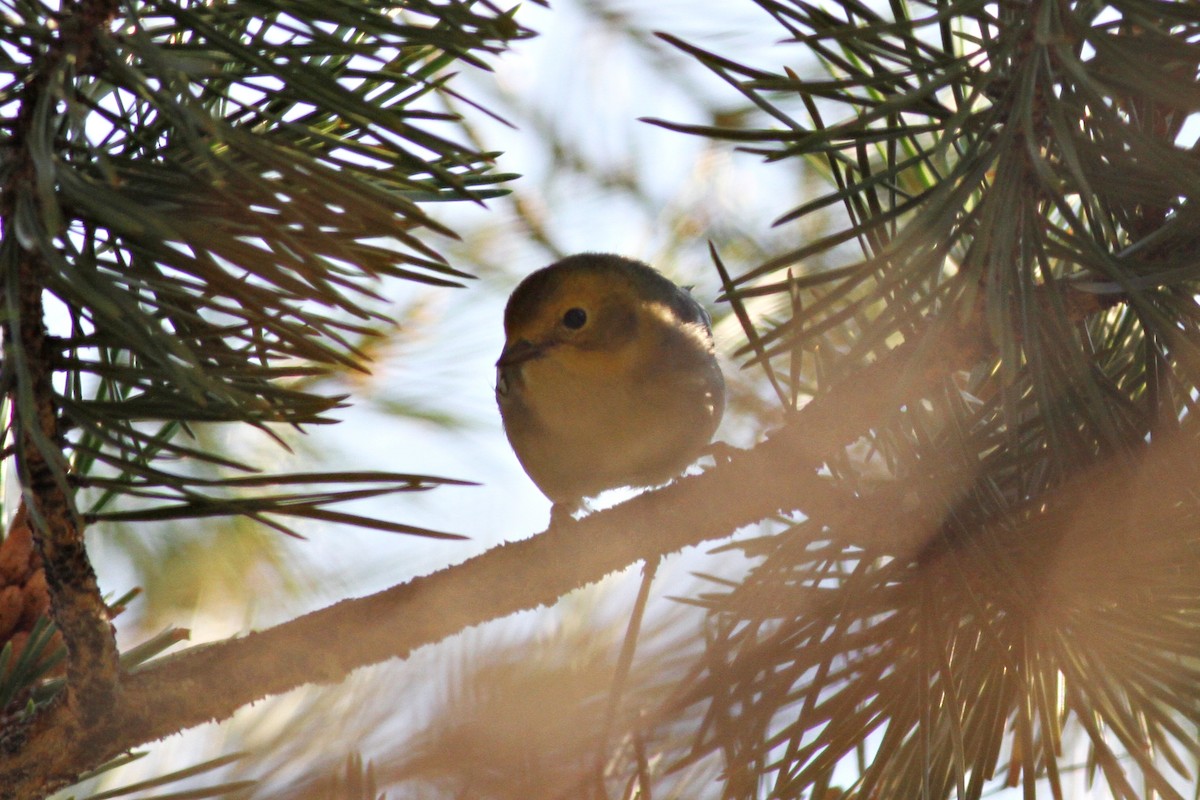 Hermit Warbler - ML41628731