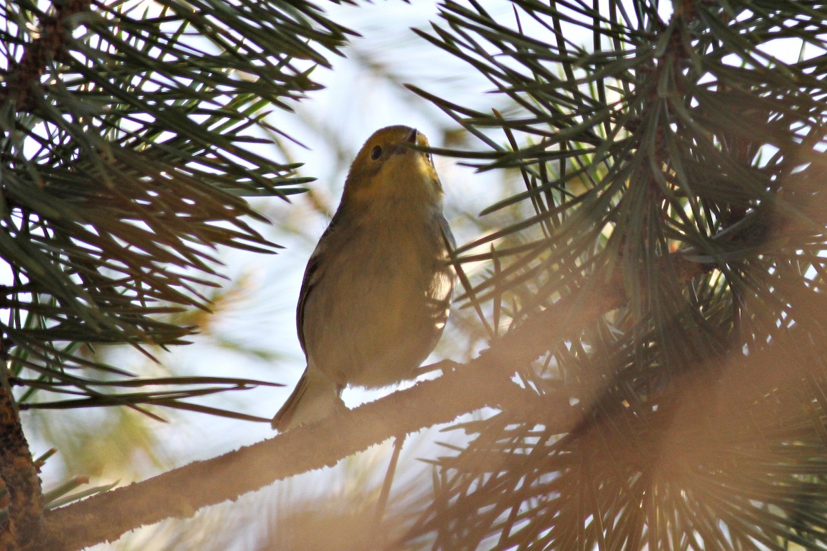 Hermit Warbler - ML41628751