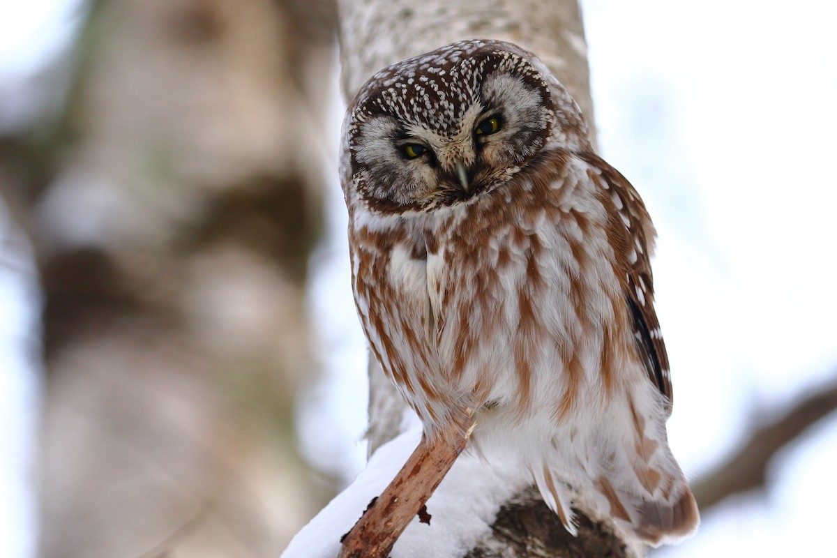 sýc rousný - ML416289141