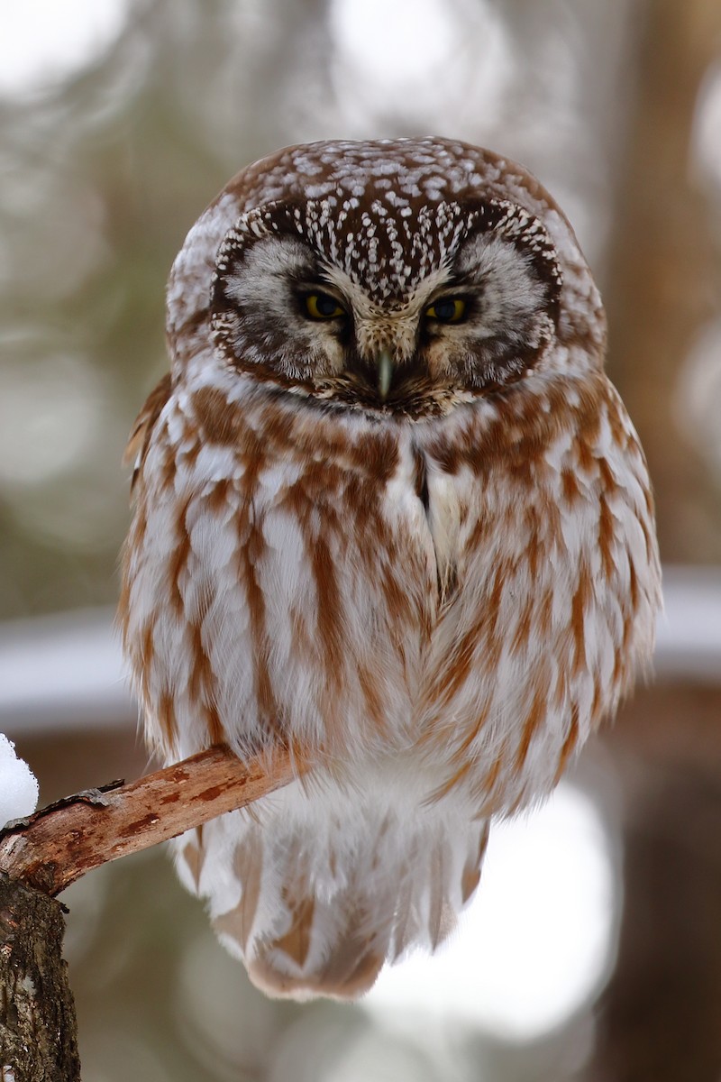 sýc rousný - ML416289201